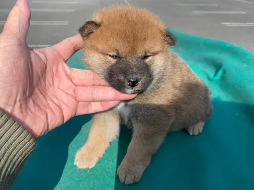 柴犬の子犬販売