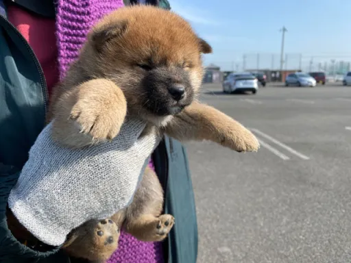 柴犬の子犬販売
