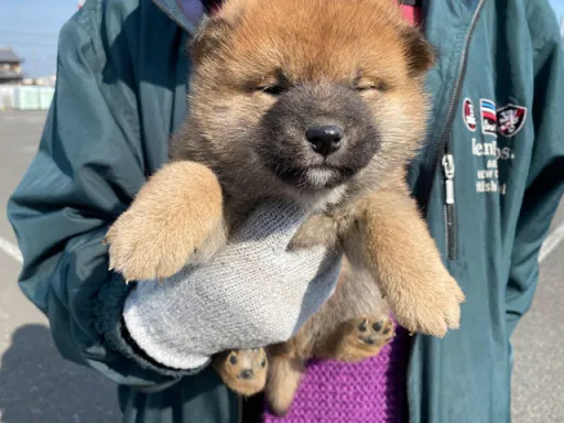 柴犬の子犬販売
