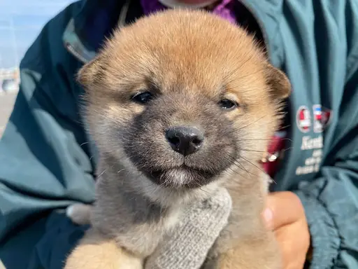 柴犬の子犬販売