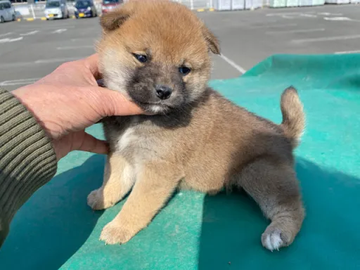 柴犬の子犬販売