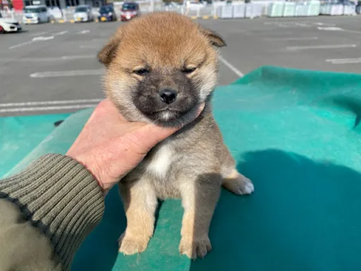 柴犬の子犬販売