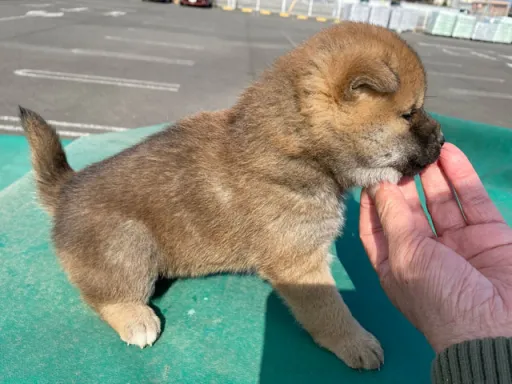 柴犬の子犬販売