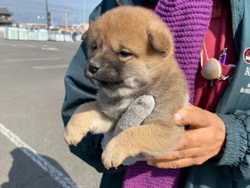 柴犬の子犬販売