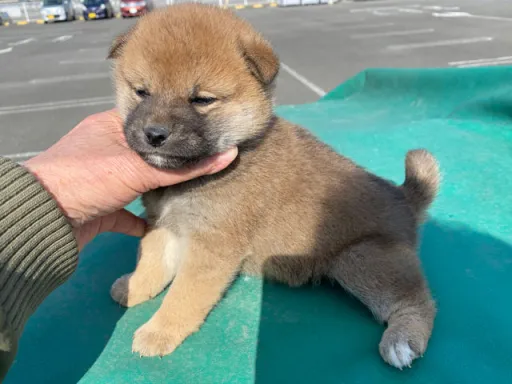 柴犬の子犬販売