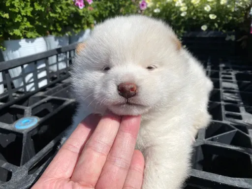 柴犬の子犬販売