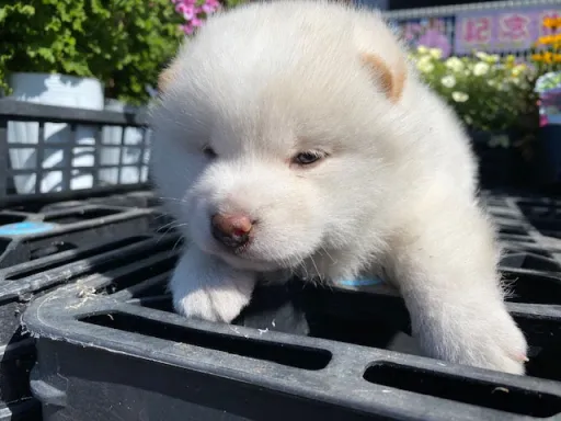 柴犬の子犬販売