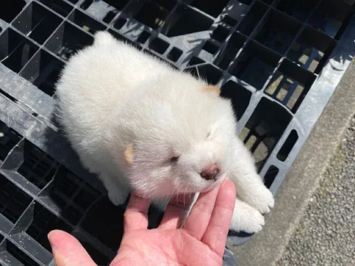 柴犬の子犬販売