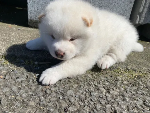 柴犬の子犬販売