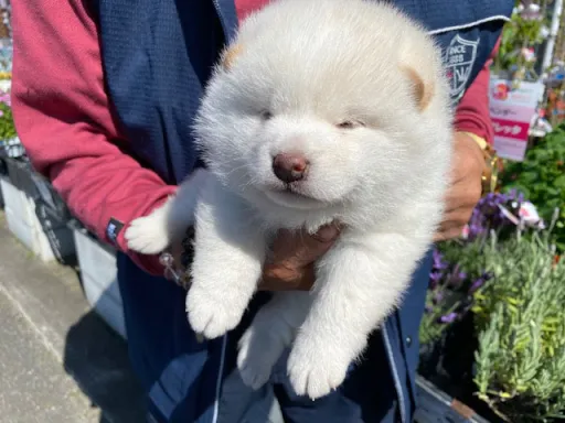 柴犬の子犬販売