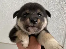 柴犬