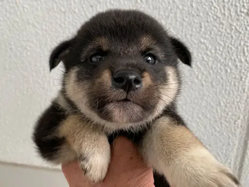 柴犬の子犬販売