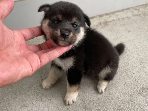柴犬の子犬販売