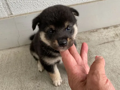柴犬の子犬販売