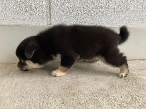 柴犬の子犬販売