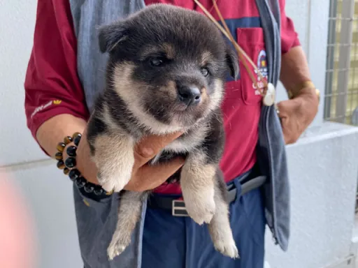 柴犬の子犬販売