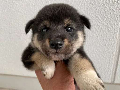 柴犬の子犬販売