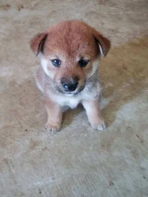 柴犬の子犬販売