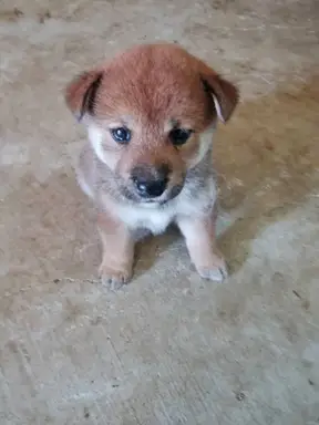 柴犬の子犬販売