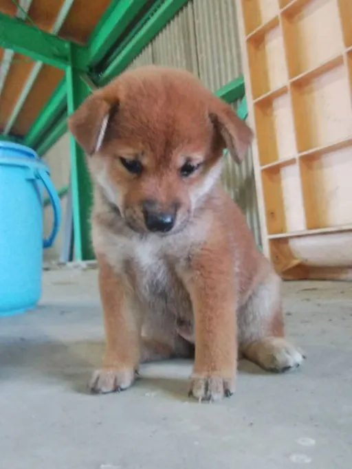 柴犬の子犬販売