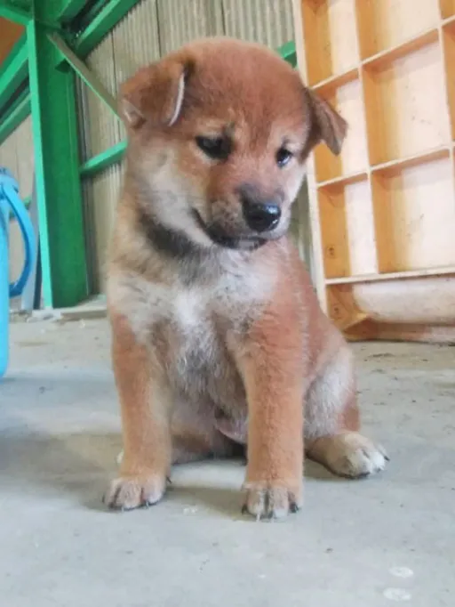 柴犬の子犬販売