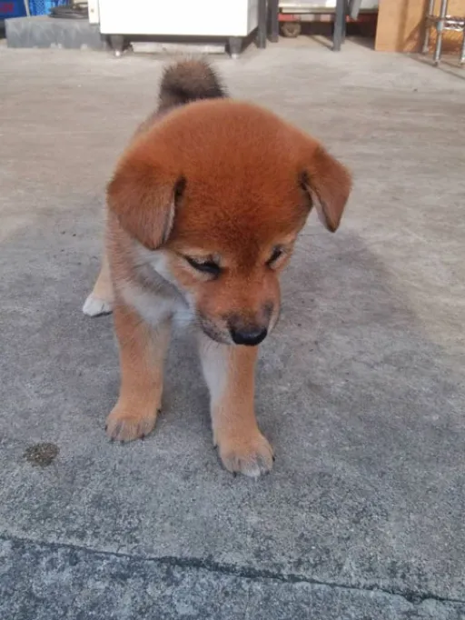 柴犬の子犬販売