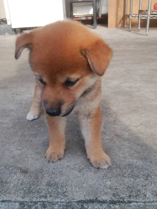 柴犬の子犬販売