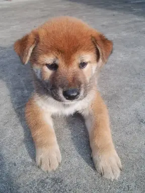 柴犬の子犬販売