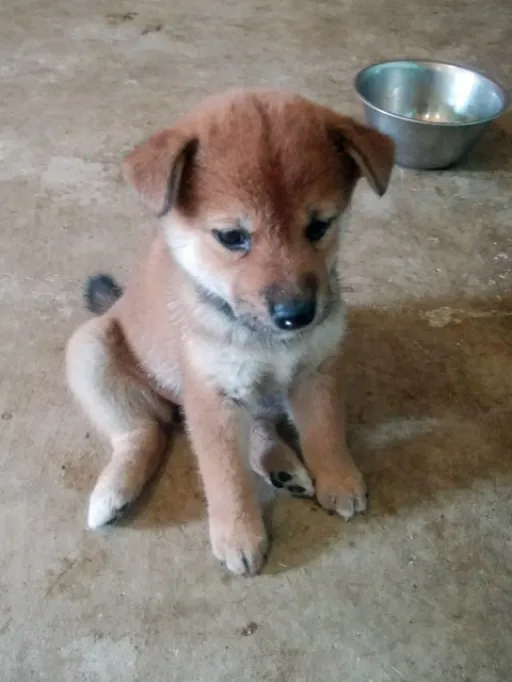 柴犬の子犬販売