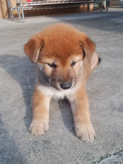 柴犬の子犬販売
