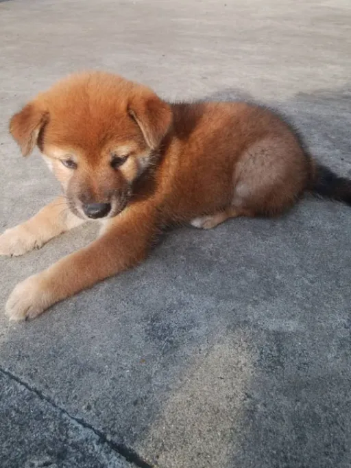 柴犬の子犬販売