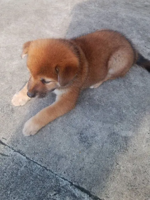 柴犬の子犬販売