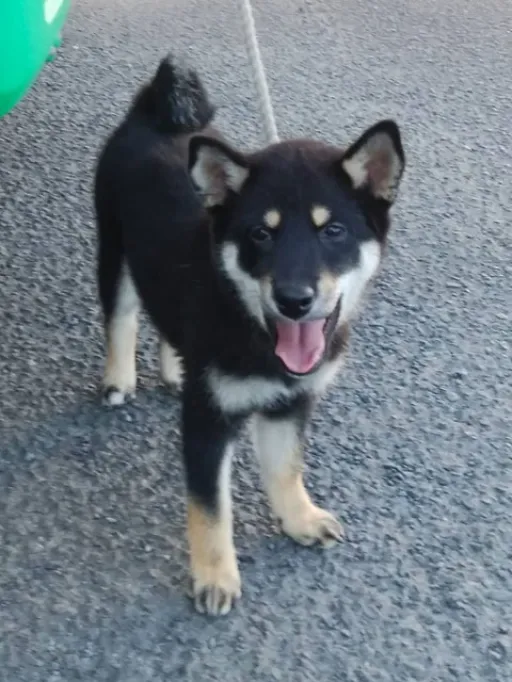 柴犬の子犬販売