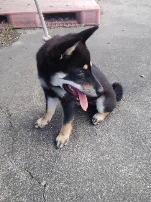 柴犬の子犬販売
