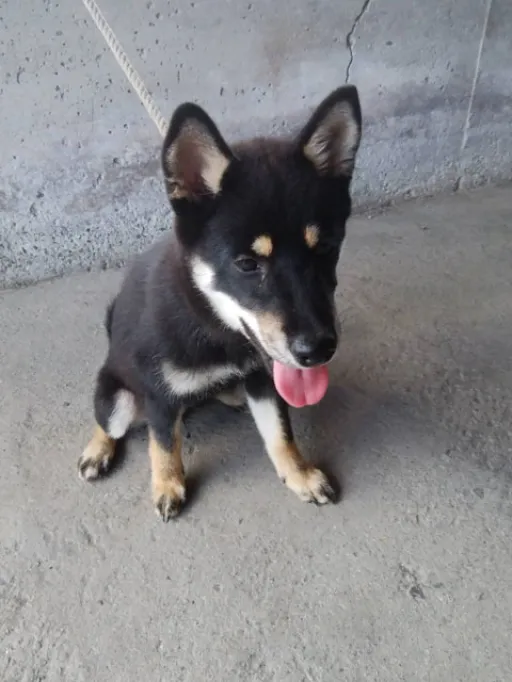 柴犬の子犬販売