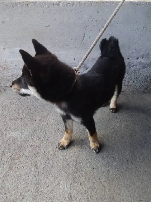 柴犬の子犬販売