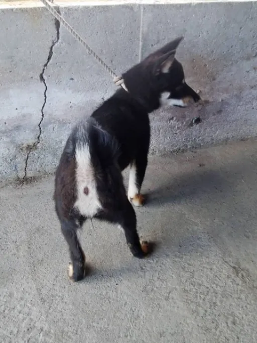 柴犬の子犬販売