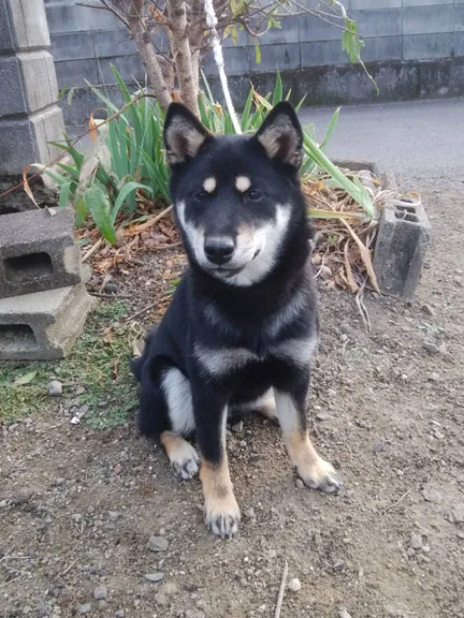 柴犬の子犬販売