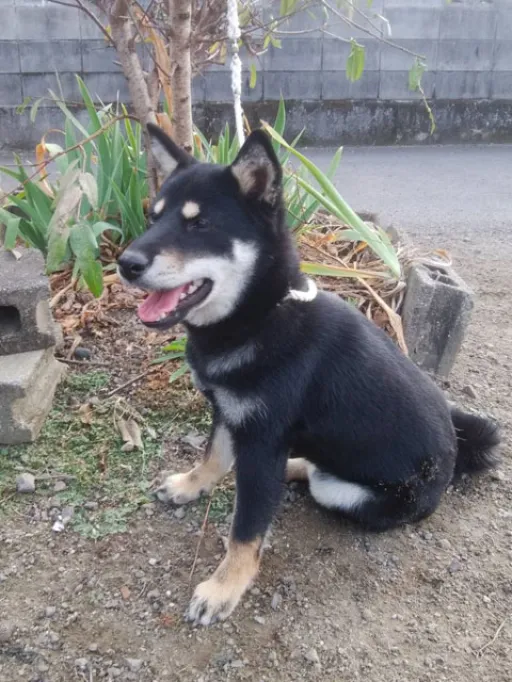 柴犬の子犬販売