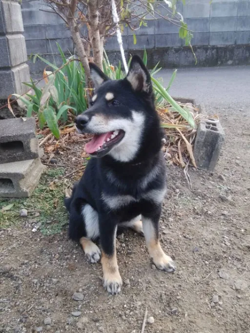 柴犬のサムネイル画像3