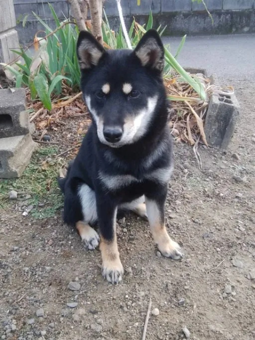 柴犬のサムネイル画像4