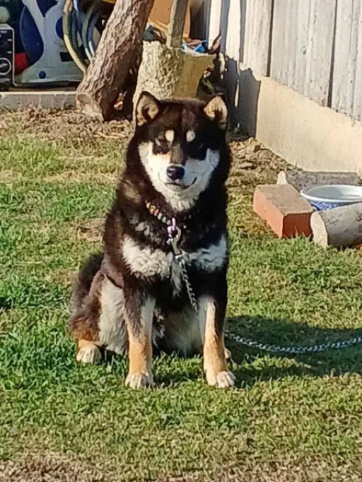 柴犬のサムネイル画像5