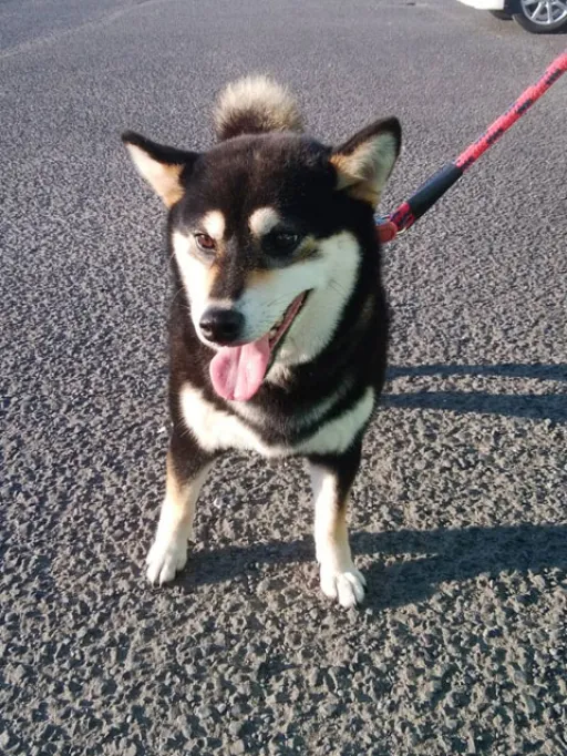 柴犬のサムネイル画像6