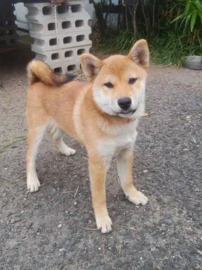 格安犬と里親募集犬の子犬販売