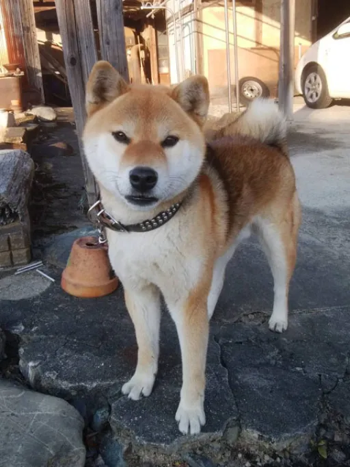 柴犬のサムネイル画像5