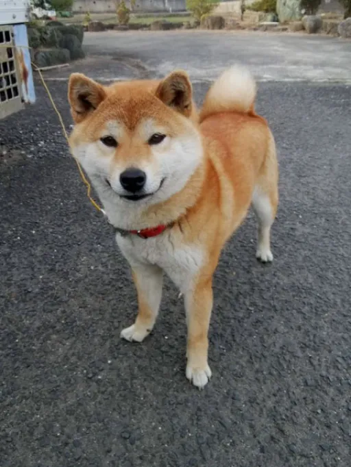 柴犬のサムネイル画像6