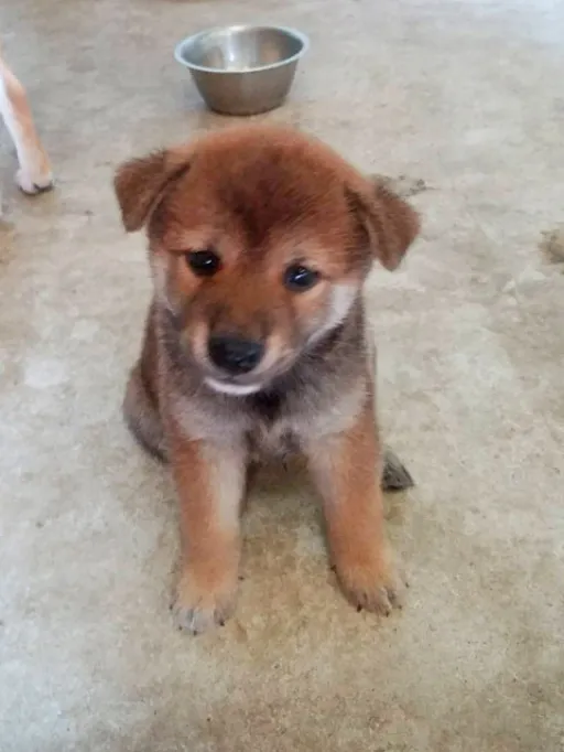 格安犬と里親募集犬の子犬販売