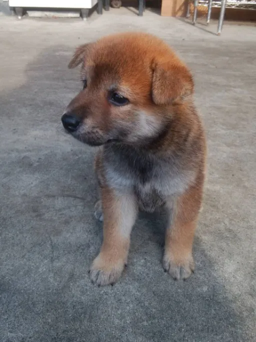 格安犬と里親募集犬の子犬販売