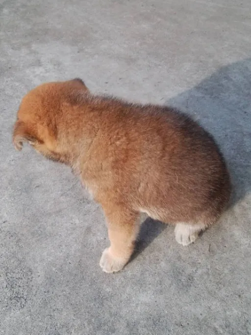 格安犬と里親募集犬の子犬販売