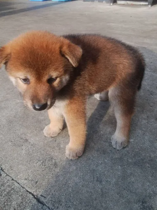 格安犬と里親募集犬の子犬販売
